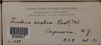 Image Associated With the Occurence